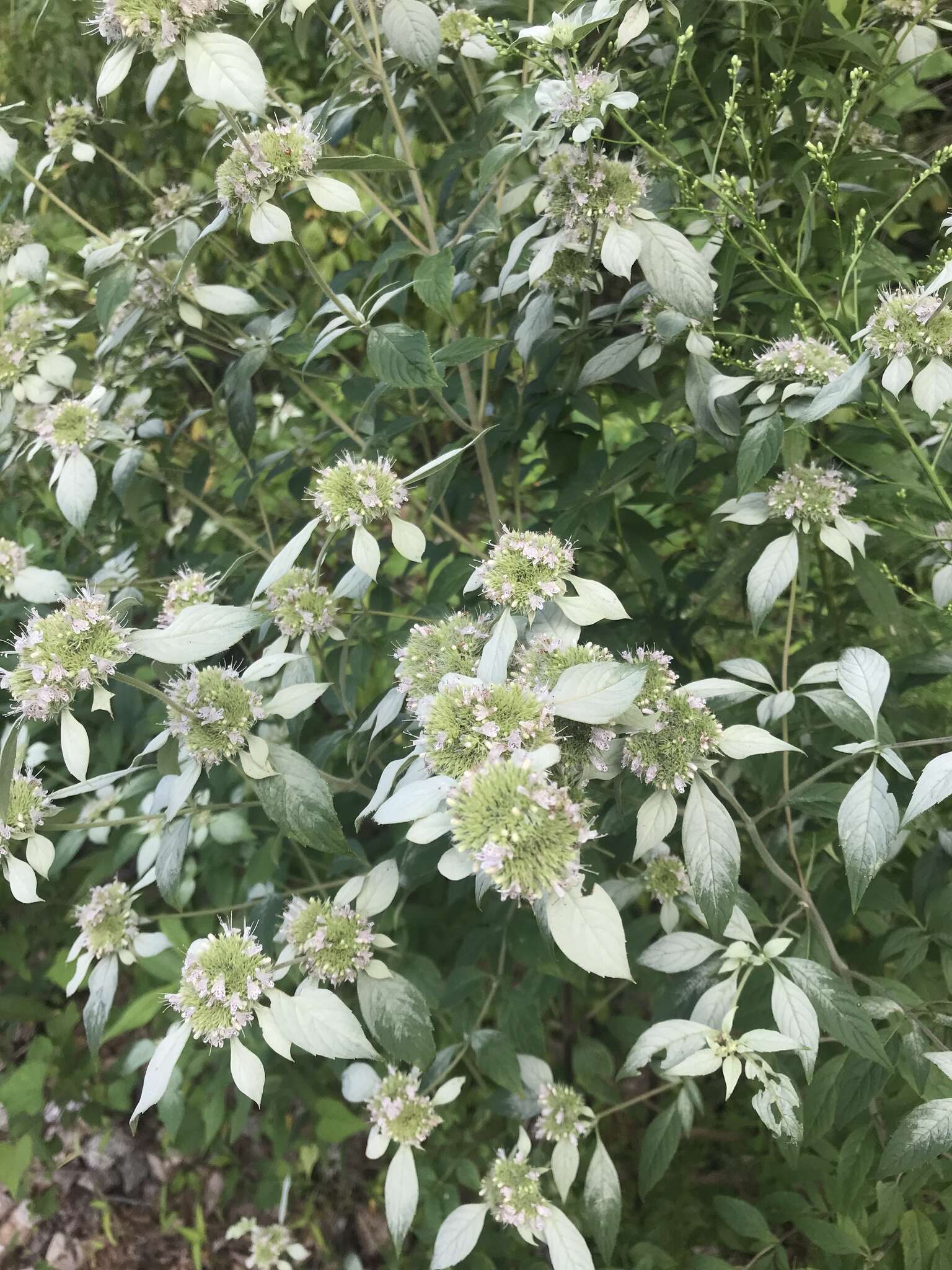 Image of southern mountainmint