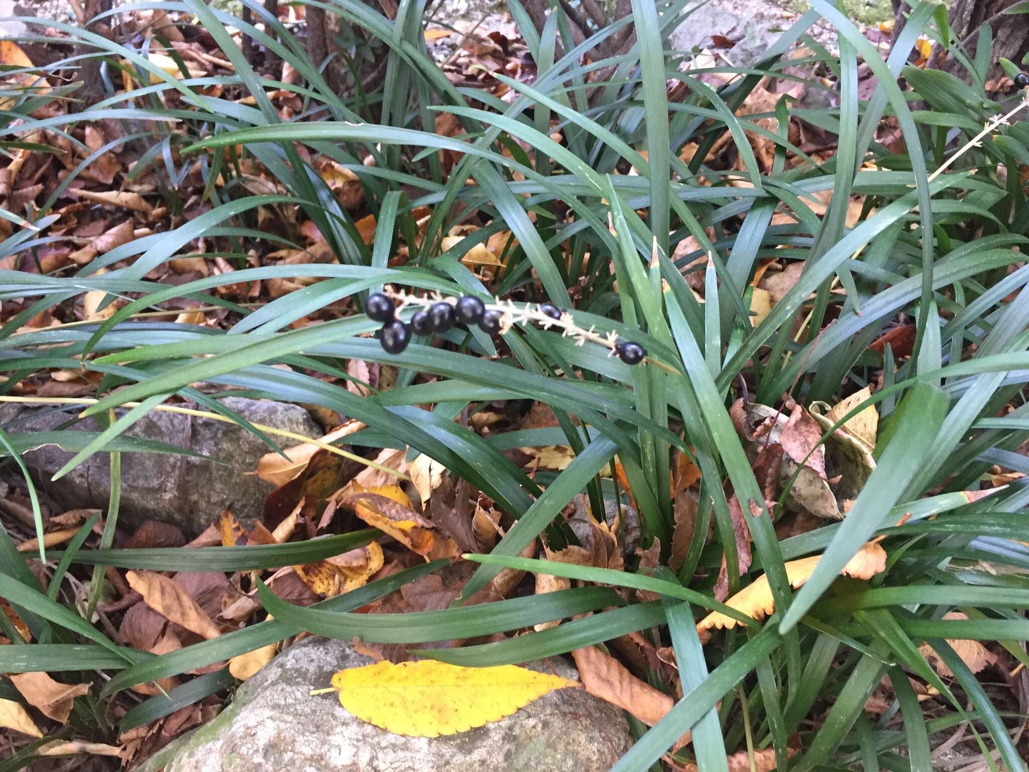 Image of Big blue lilyturf'