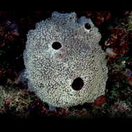 Image of stinker sponge