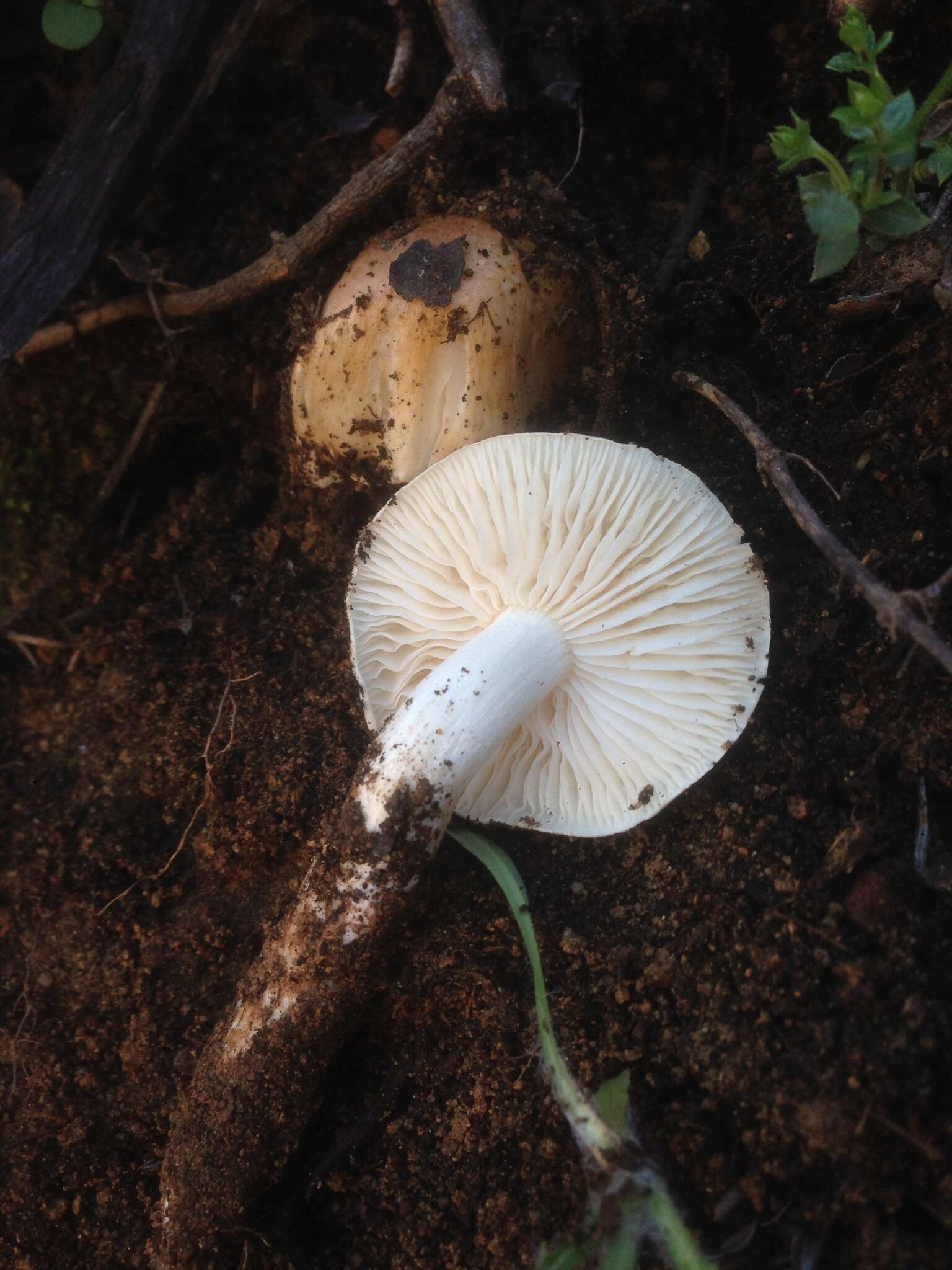 Image of Hygrophorus roseobrunneus Murrill 1916