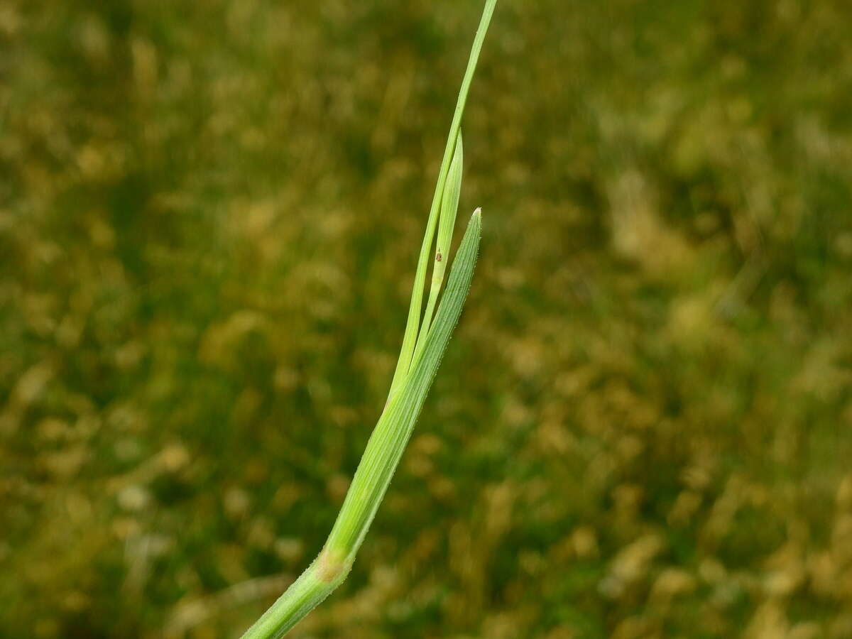 Image of swordleaf blue-eyed grass