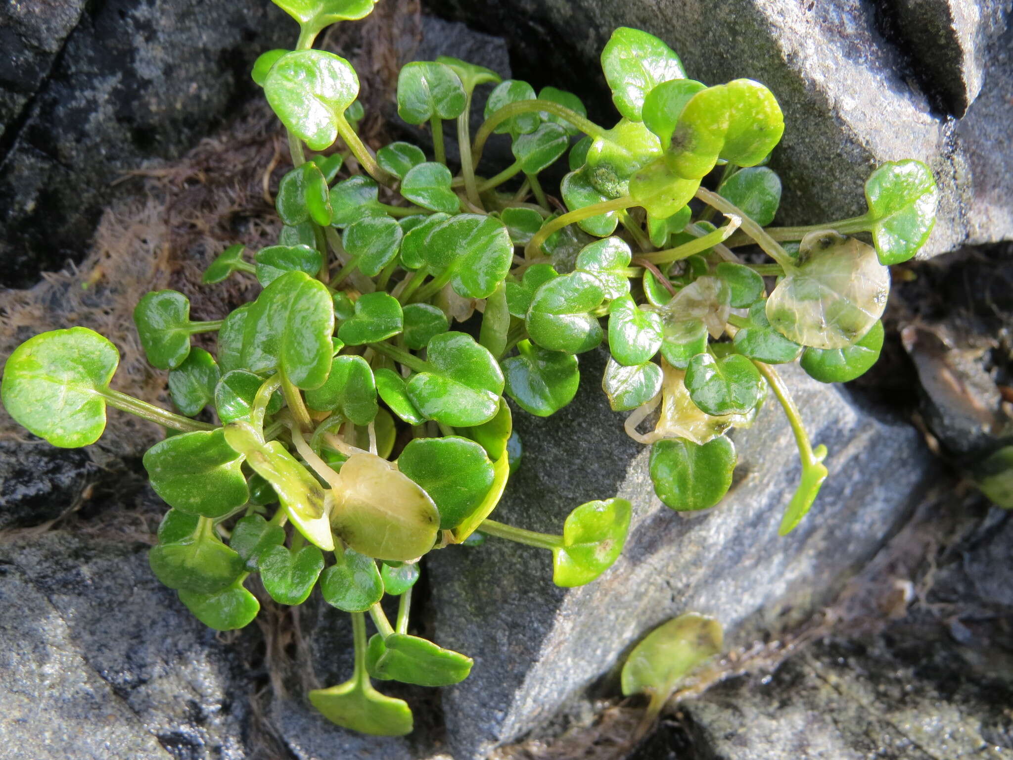 Image of Cochlearia groenlandica L.