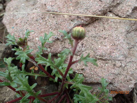 Image de Afroaster erucifolius (Thell.) J. C. Manning & Goldblatt