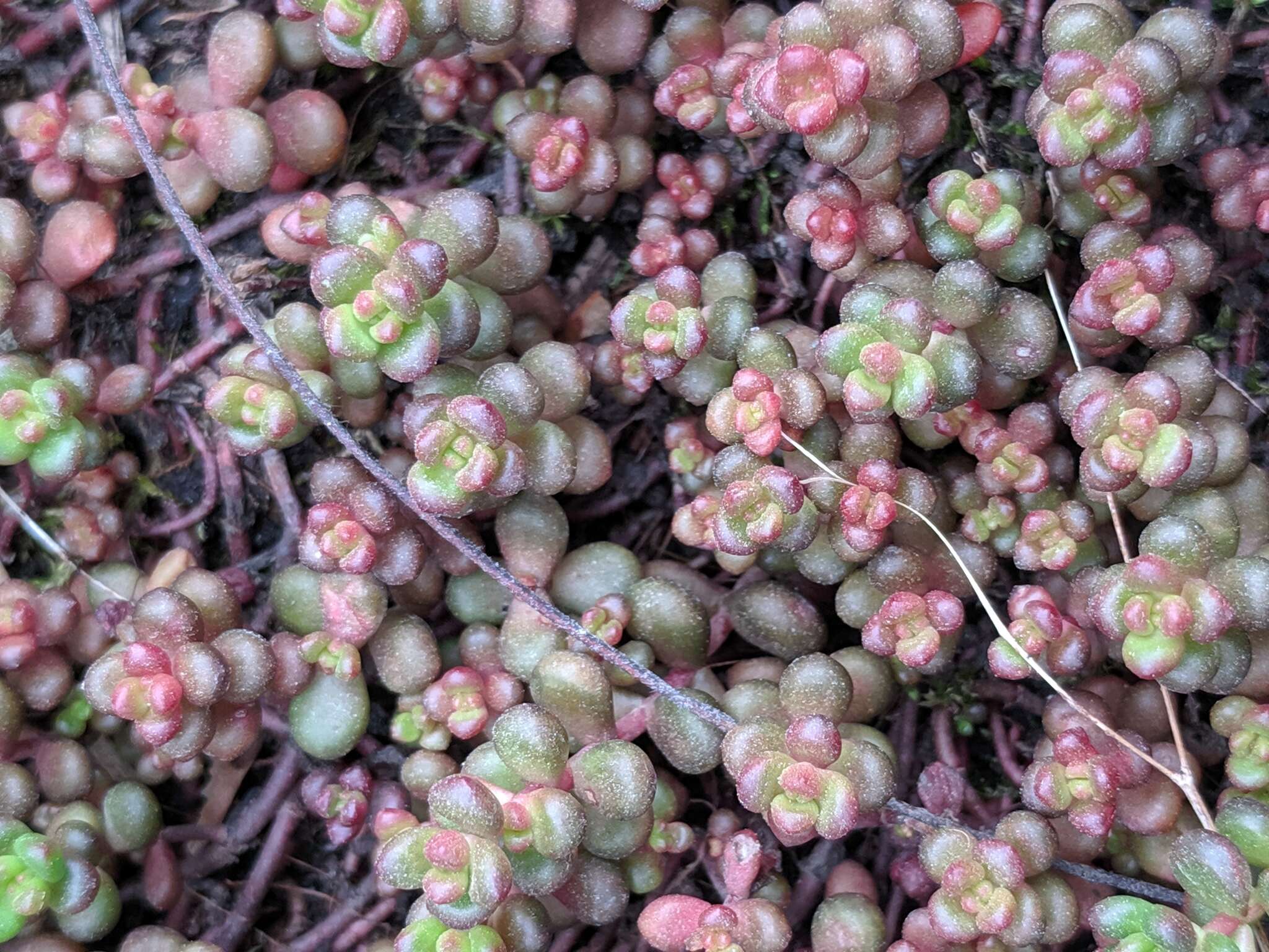 Imagem de Sedum divergens S. Wats.