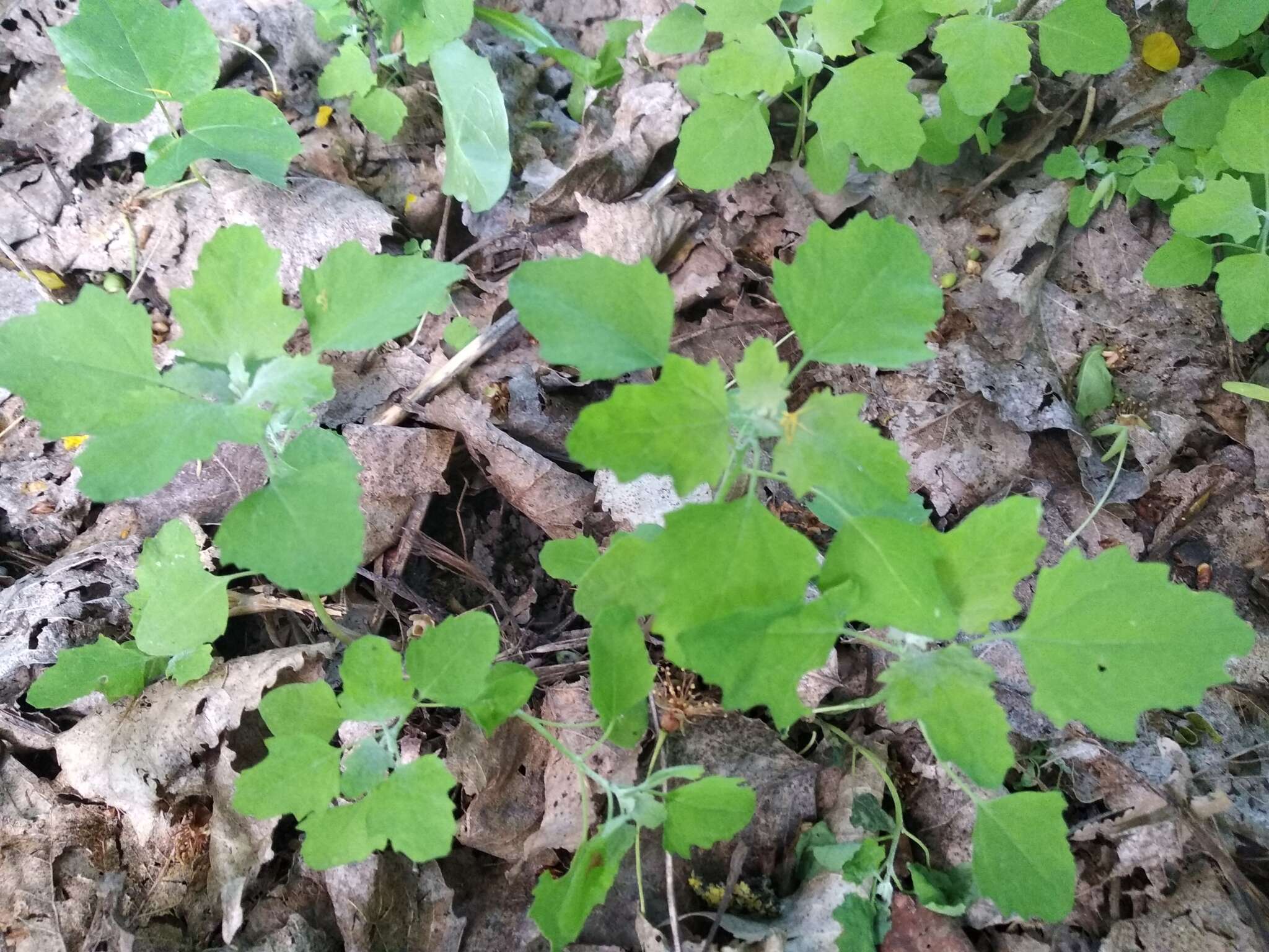 Chenopodium ucrainicum的圖片