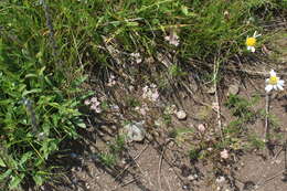 Image of Carum meifolium (M. Bieb.) Boiss.