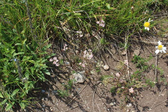 Image of Carum meifolium (M. Bieb.) Boiss.