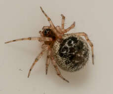 صورة Sardinidion