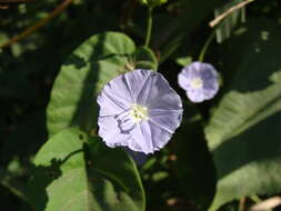 Image of Jacquemontia oaxacana (Meisn.) Hall. fil.