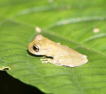 Image of Brazilian Treefrogs