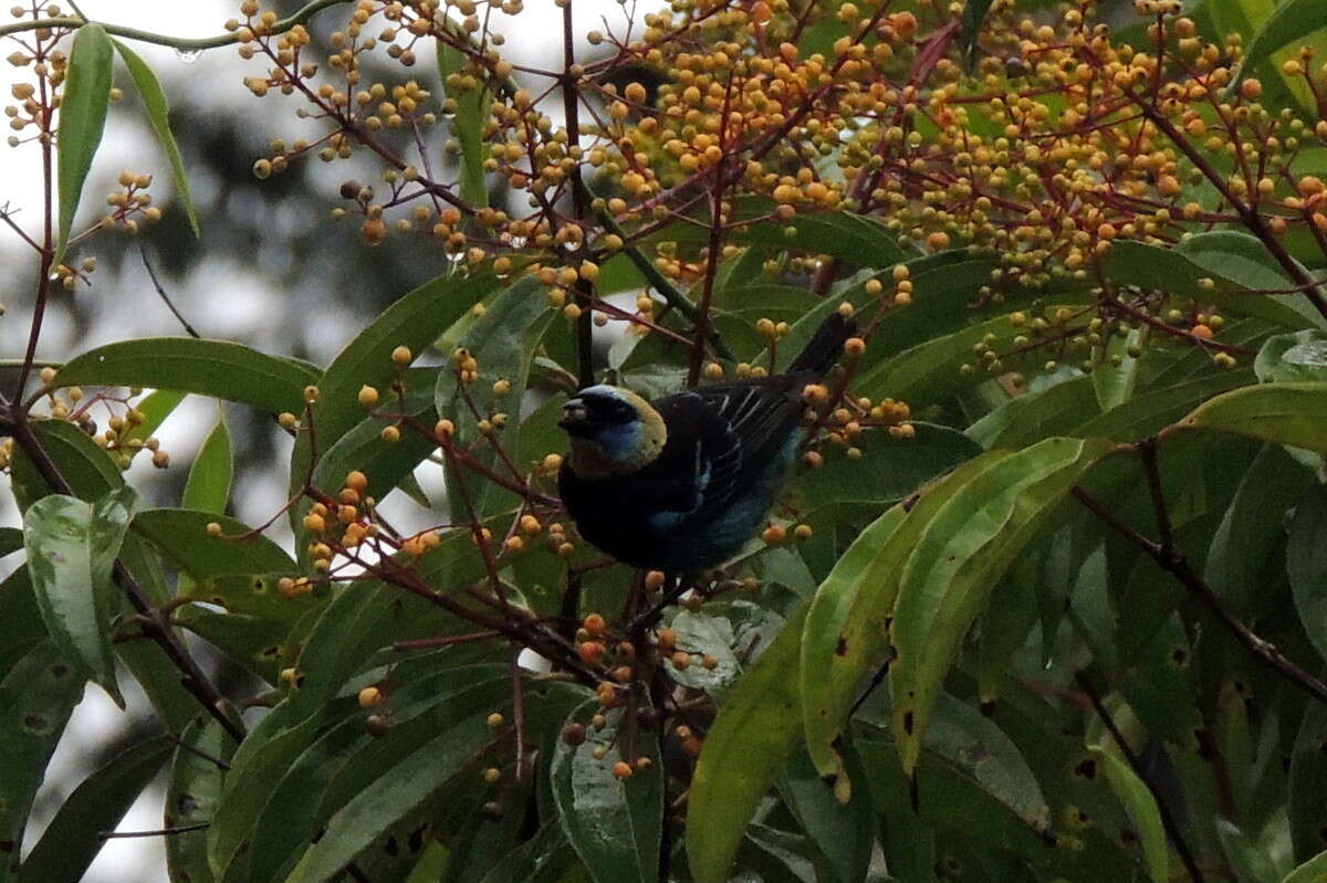 Stilpnia larvata (Du Bus de Gisignies 1846) resmi