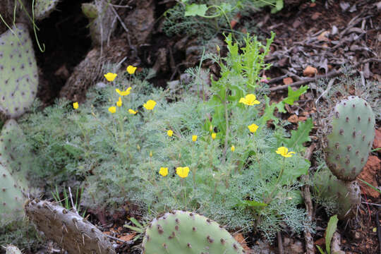 Imagem de Eschscholzia ramosa (Greene) Greene