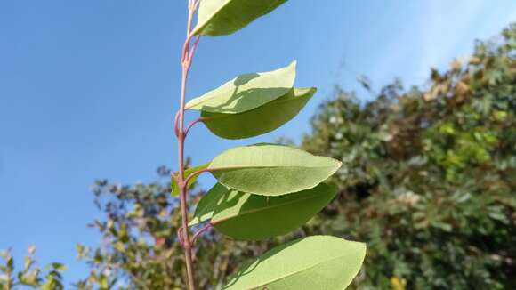 Image of Psorospermum malifolium Baker