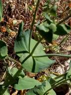 Imagem de Blackstonia grandiflora (Viv.) Pau