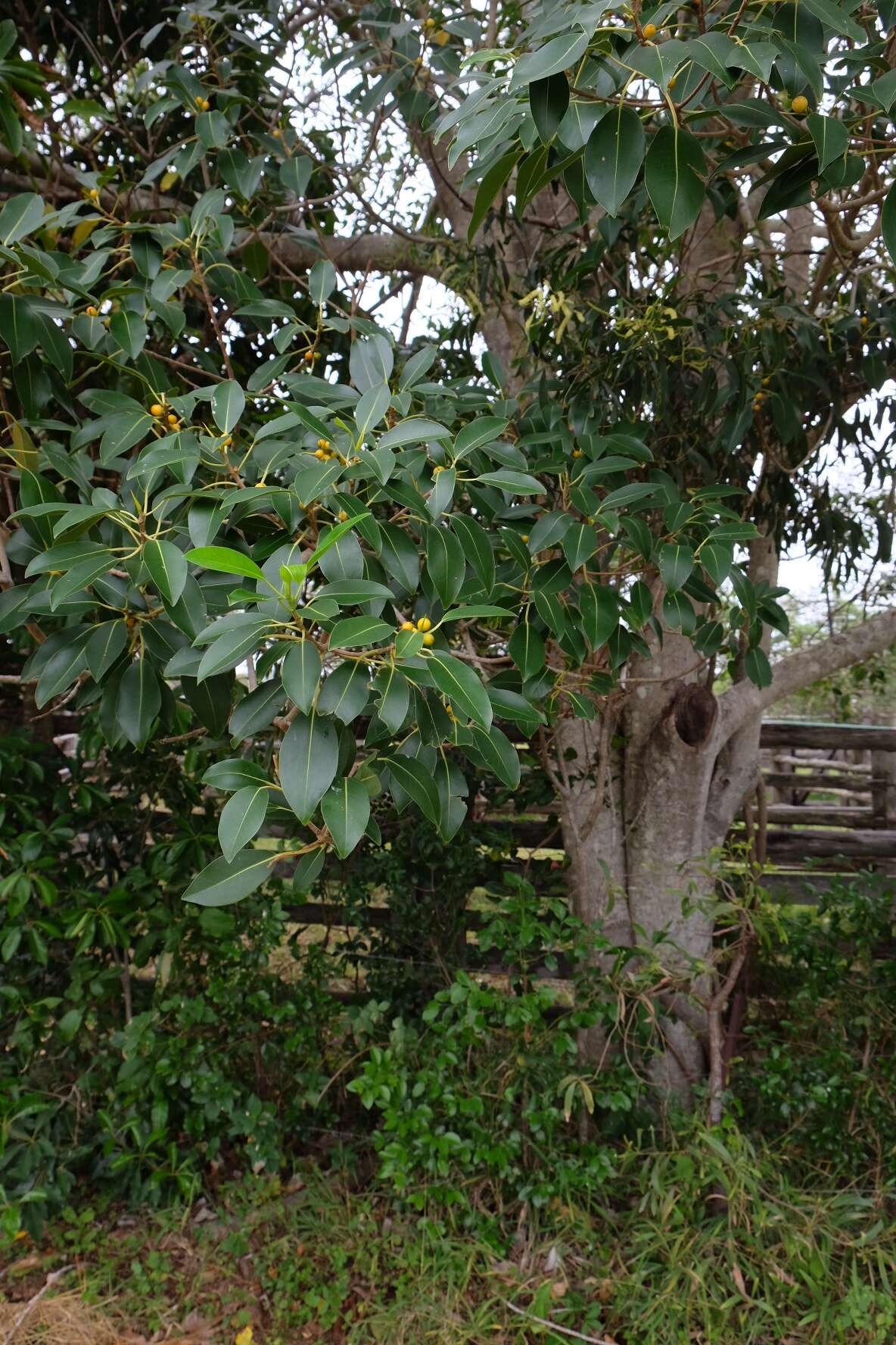 Image of Port Jackson fig