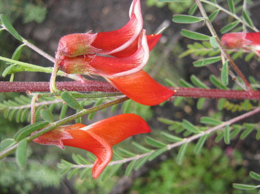 Image of Lessertia frutescens subsp. microphylla