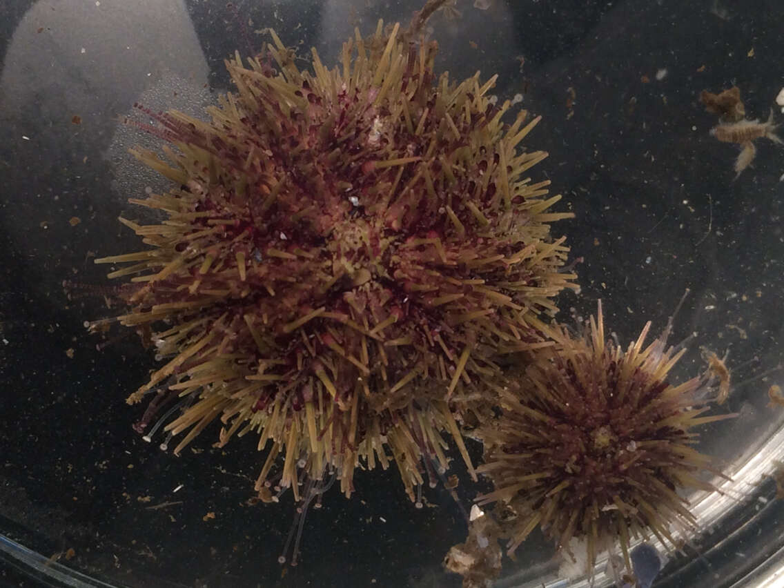 Image of green sea urchin