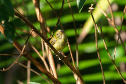 Image of Prionochilus Strickland 1841