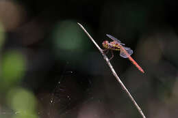 Image of Orthemis aequilibris Calvert 1909