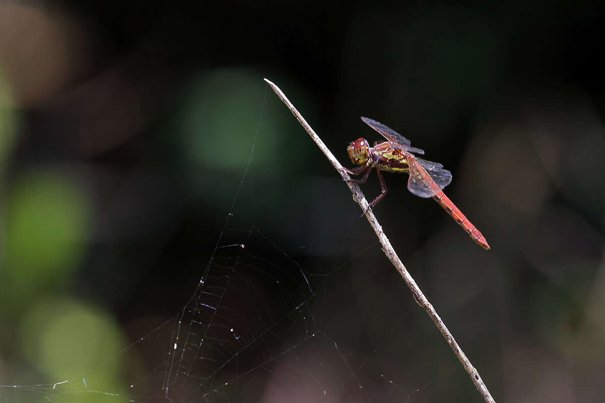 Image of Orthemis aequilibris Calvert 1909