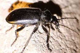 Imagem de Calosoma (Carabosoma) prominens Le Conte 1853