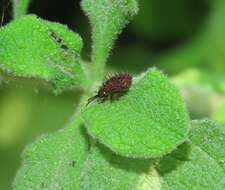 Dicladispa (Dicladispa) testacea (Linnaeus 1767) resmi