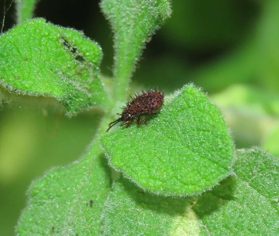 Dicladispa (Dicladispa) testacea (Linnaeus 1767) resmi