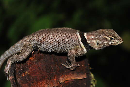 Image of Buller's Spiny Lizard