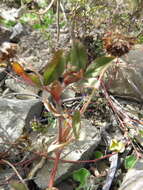 Image of Aztec Clover