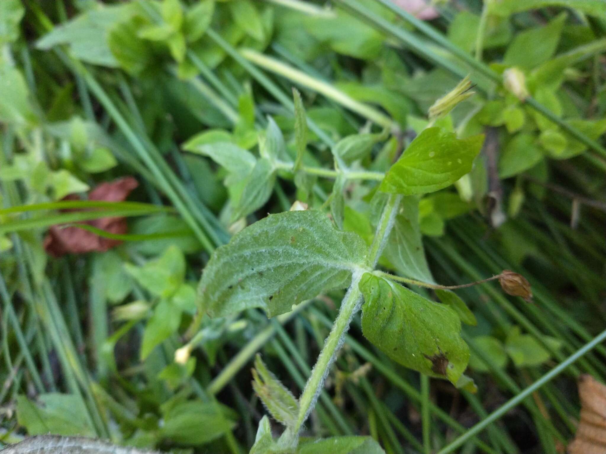 Image of muskflower