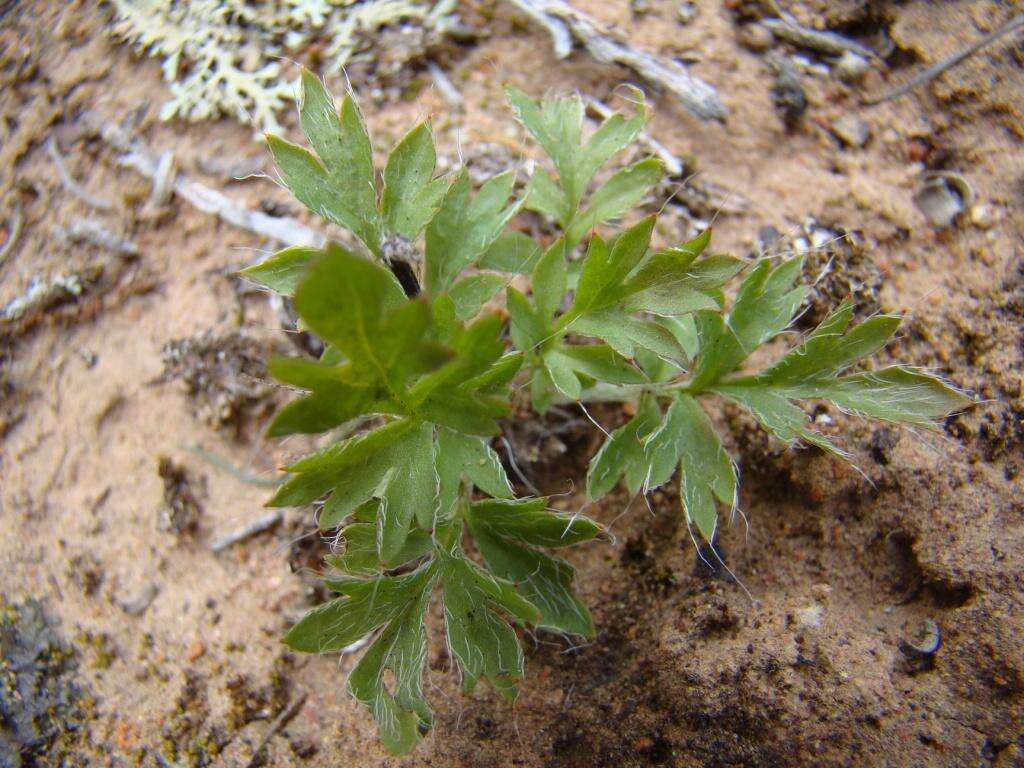 Image of Pelargonium fissifolium (Andr.) Pers.