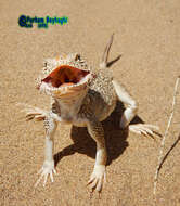 Image of Secret toadhead agama