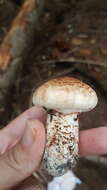 Image of Tricholoma dulciolens Kytöv. 1989