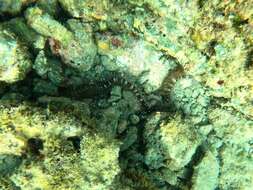 Image of Lion's Paw Sea Cucumber