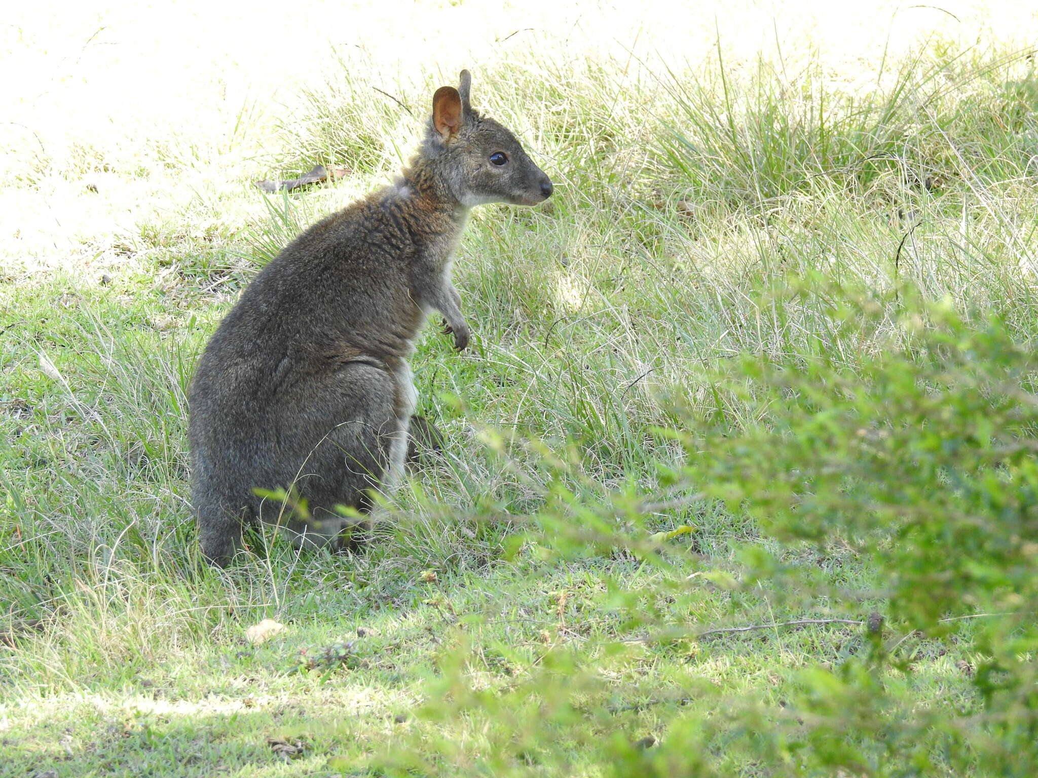 Image de Pademelon à cou rouge