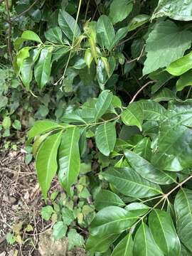 Image of Syzygium tripinnatum (Blanco) Merr.