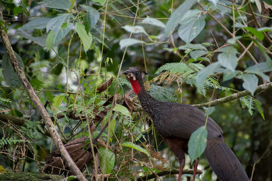 Image of Spix's Guan