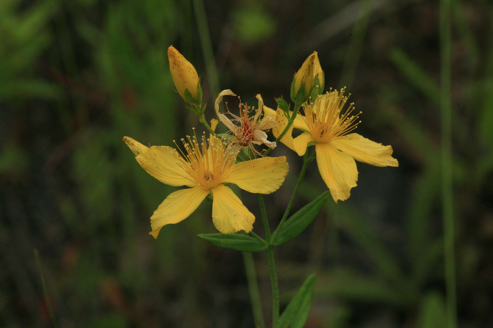 Image of Hypericum attenuatum Fisch. ex Choisy