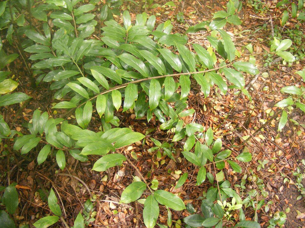 Image of Zamioculcas