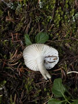 Image of Hygrophorus pustulatus (Pers.) Fr. 1838