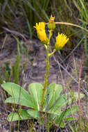 Imagem de Berkheya herbacea (L. fil.) Druce