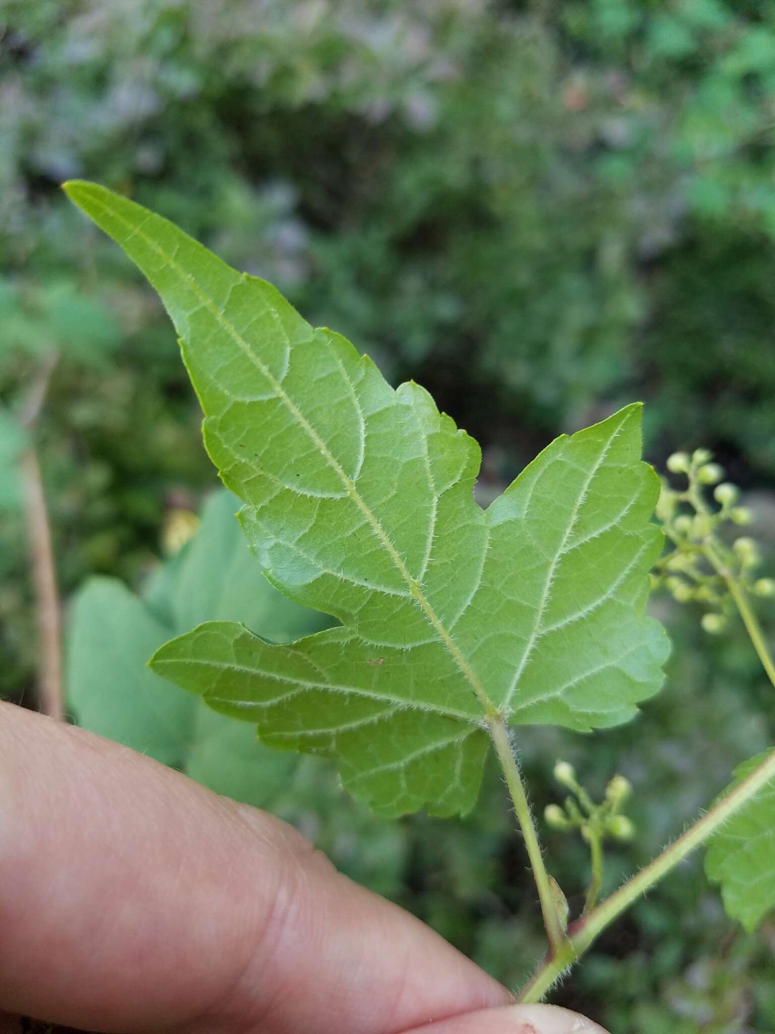 Image of Ampelopsis heterophylla var. vestita Rehd.