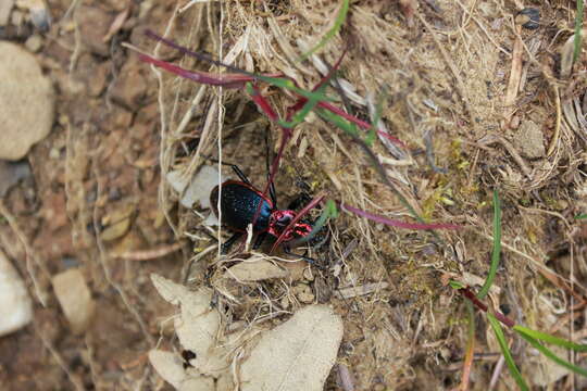 Image of Carabus (Chaetocarabus) arcadicus Gistel 1850