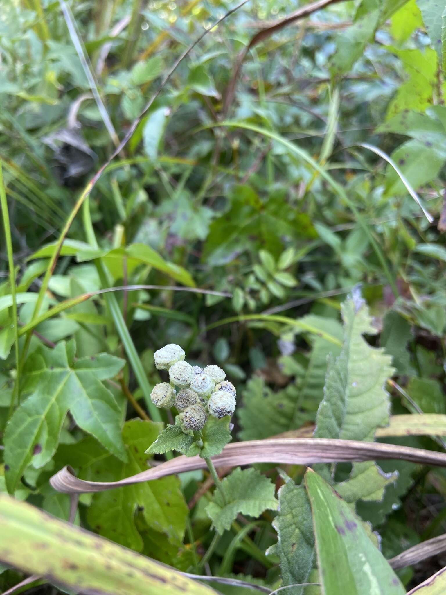 Sivun Parthenium auriculatum Britt. kuva