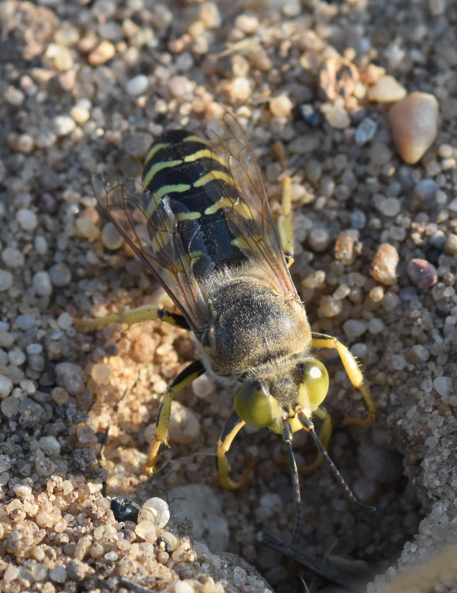 Image of Bembix rostrata (Linnaeus 1758)