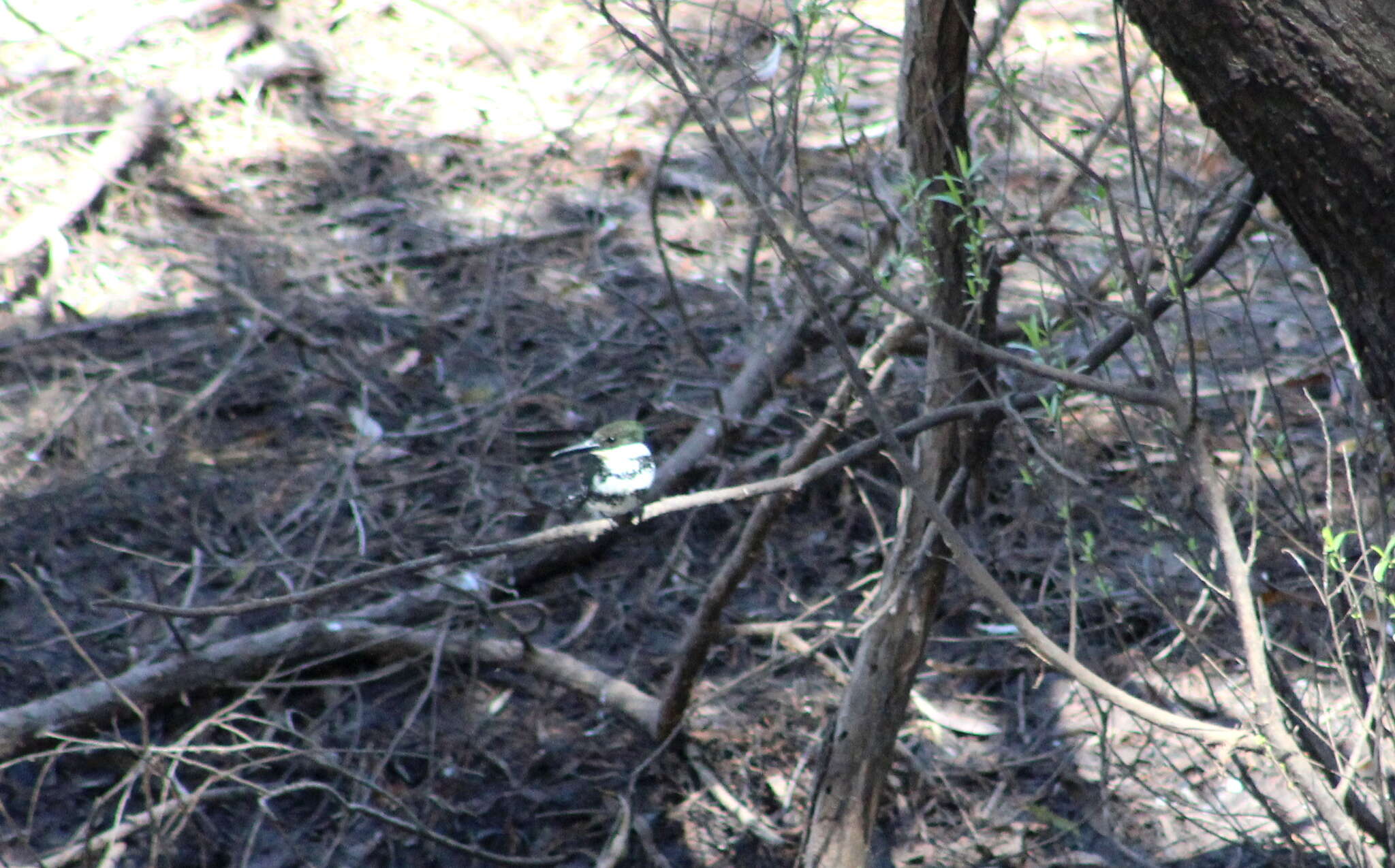 Image of Green Kingfisher