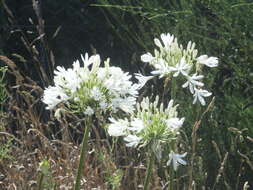 Imagem de Agapanthus praecox Willd.