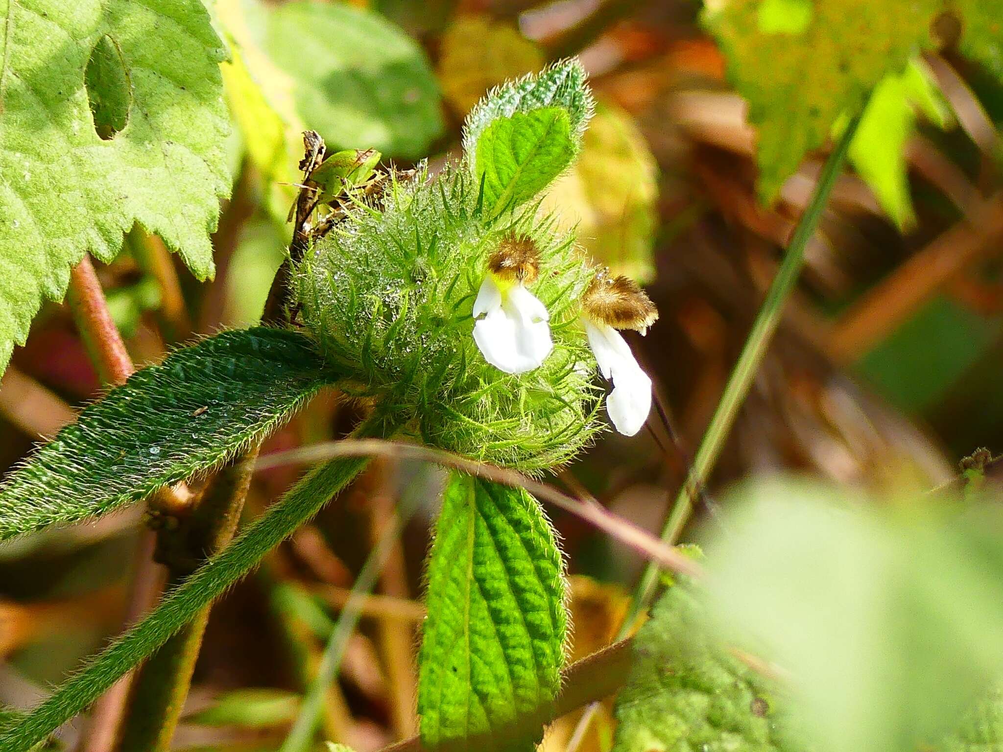 Image of Leucas ciliata Benth.