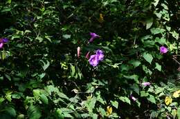 Ipomoea orizabensis var. austromexicana J. A. Mc Donald resmi