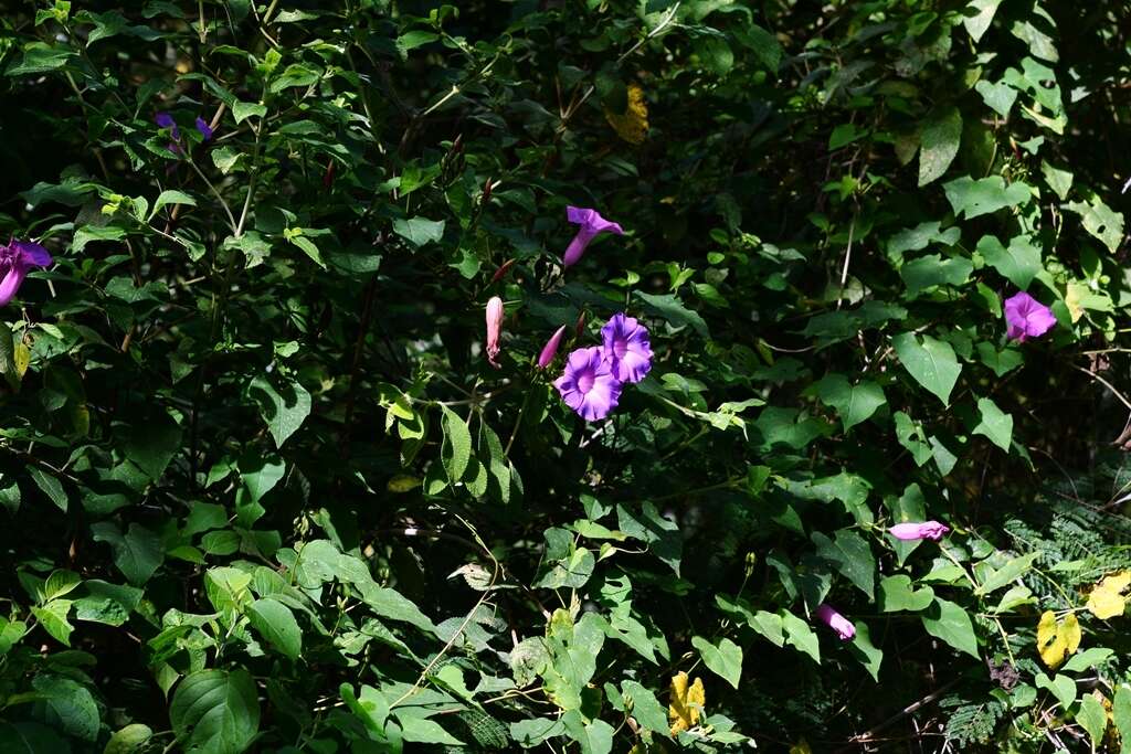 Ipomoea orizabensis var. austromexicana J. A. Mc Donald resmi